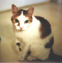 Jazzi