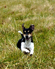 Tillie Lure Coursing