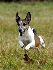 Arthur Lure Coursing