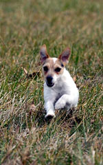Joya Lure Coursing